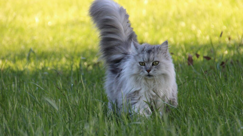 Persian cat