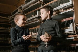 Button Quail