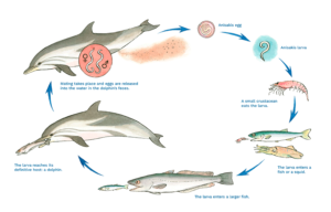 dolphin-fish 