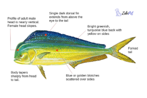 dolphinfish-identification-diagram