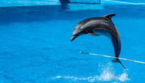 dolphin fish 