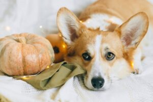 Small-Breed-Dog-Food