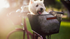 small-dog